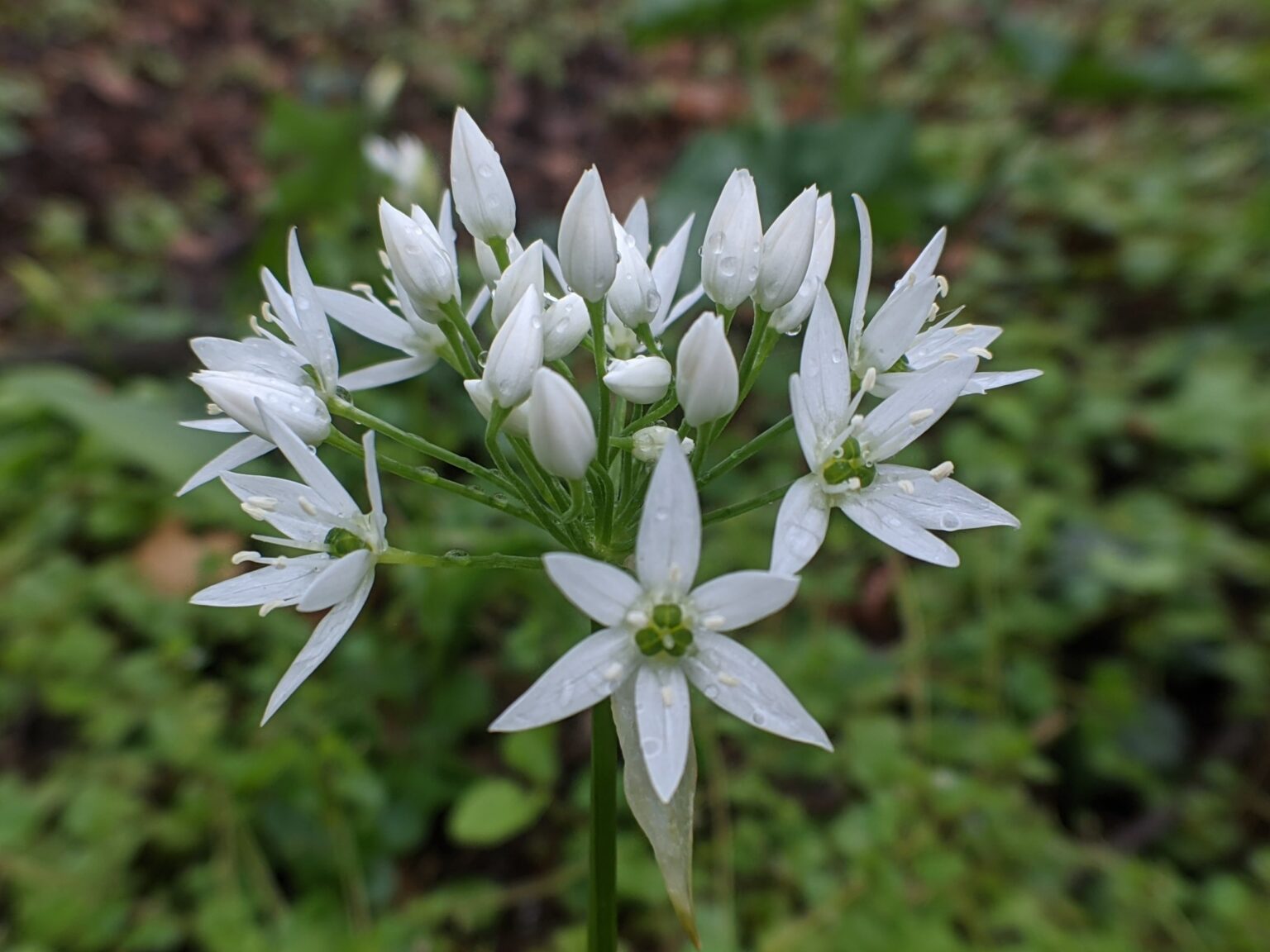 medvehagyma