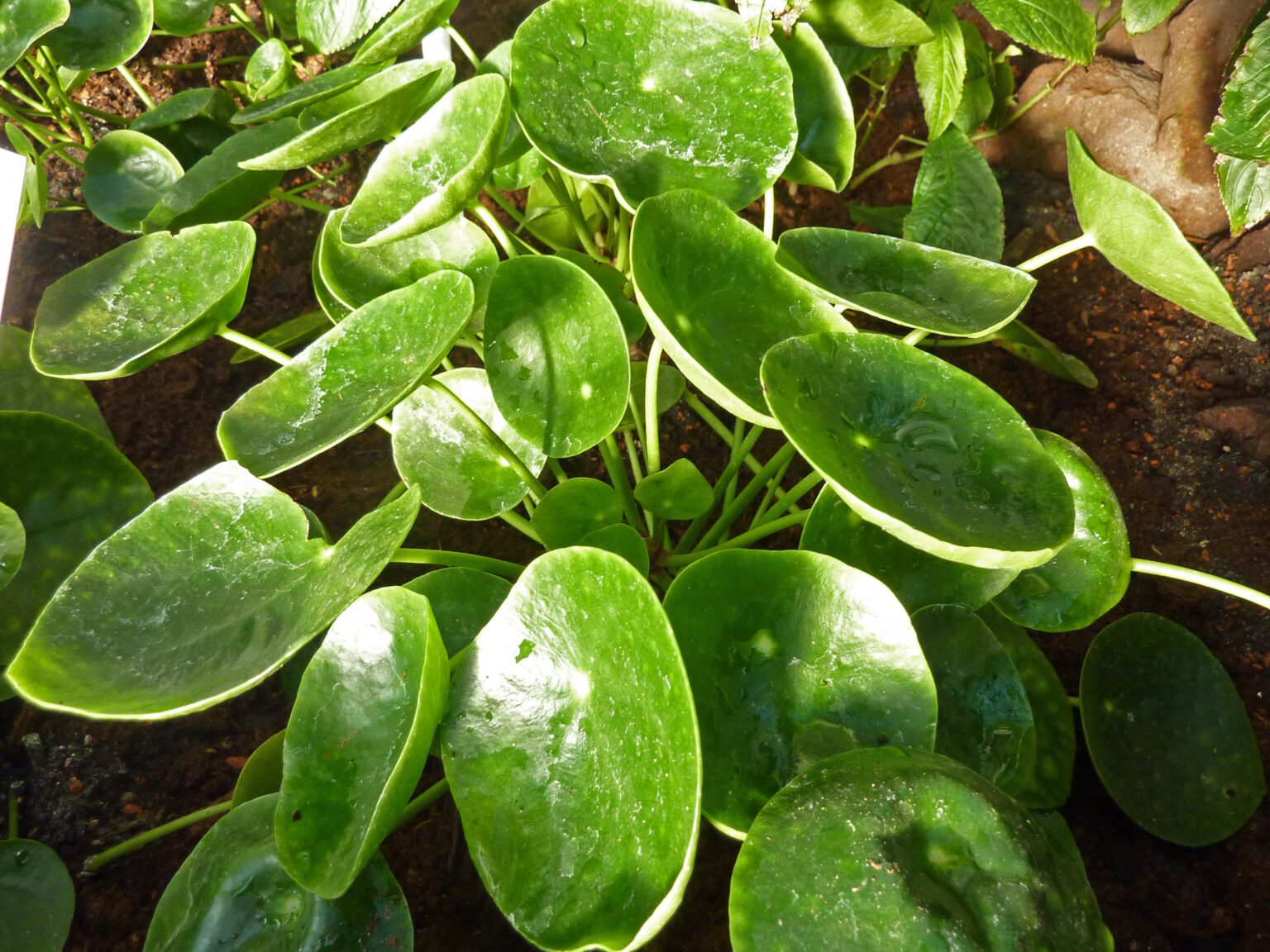pénzlevelű pilea