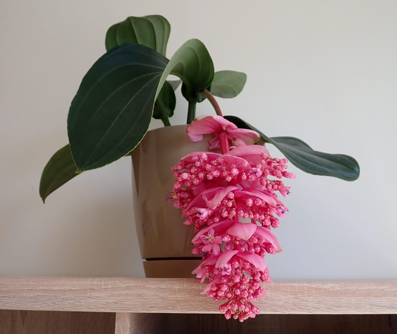 pompás medinilla