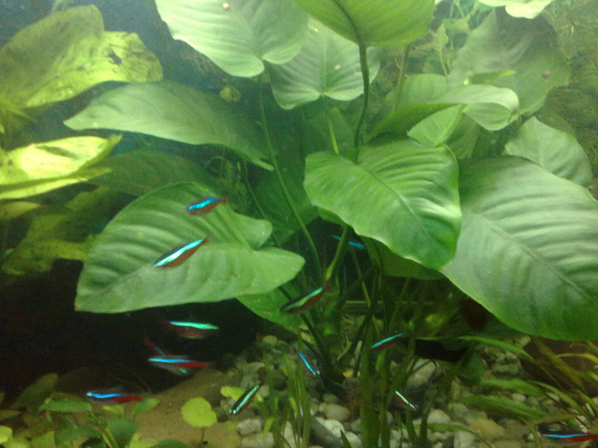 anubias