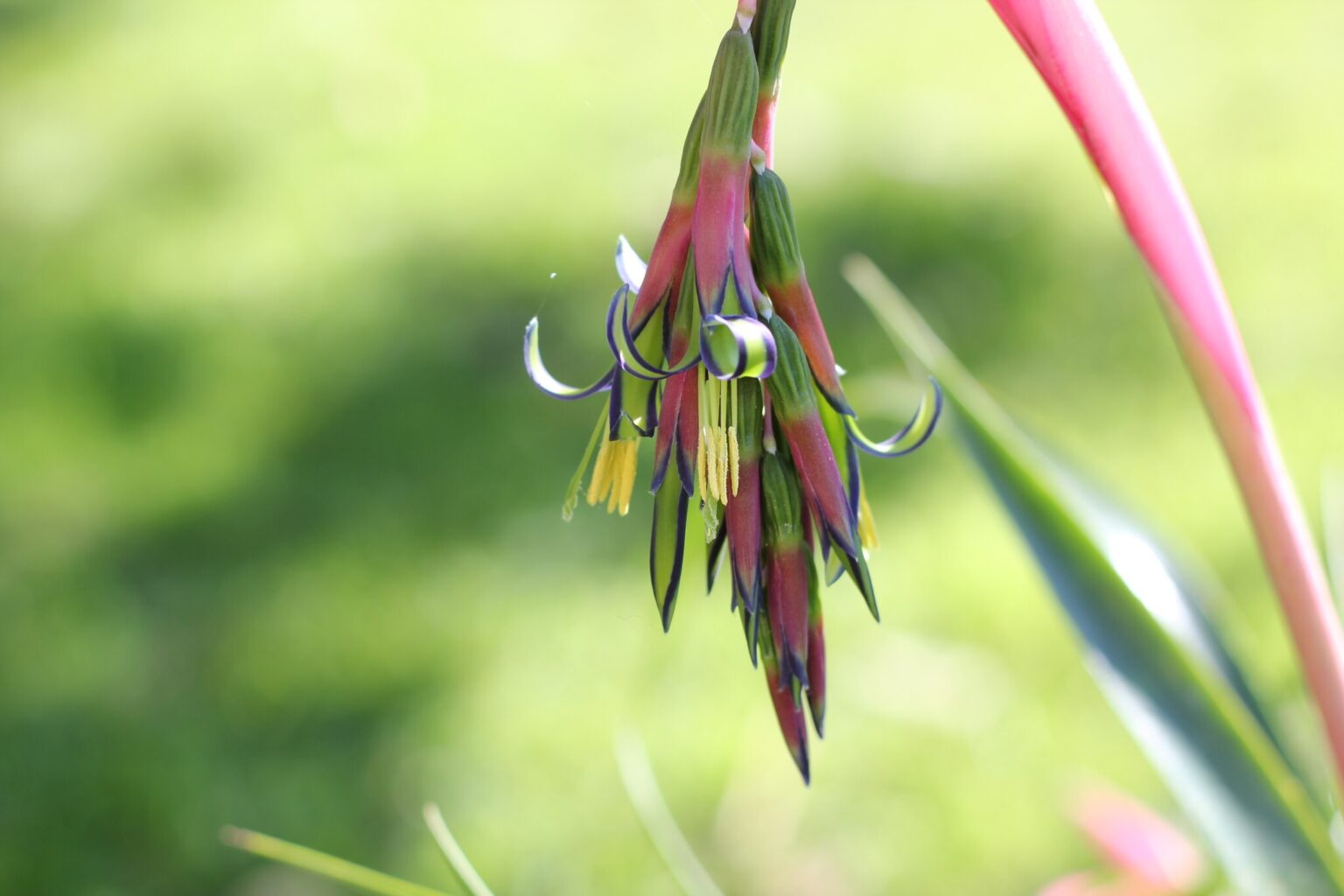 bókoló billbergia gondozása