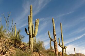 saguaro kaktusz