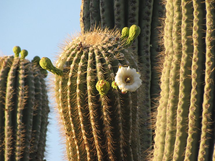 saguaro kaktusz gondozása