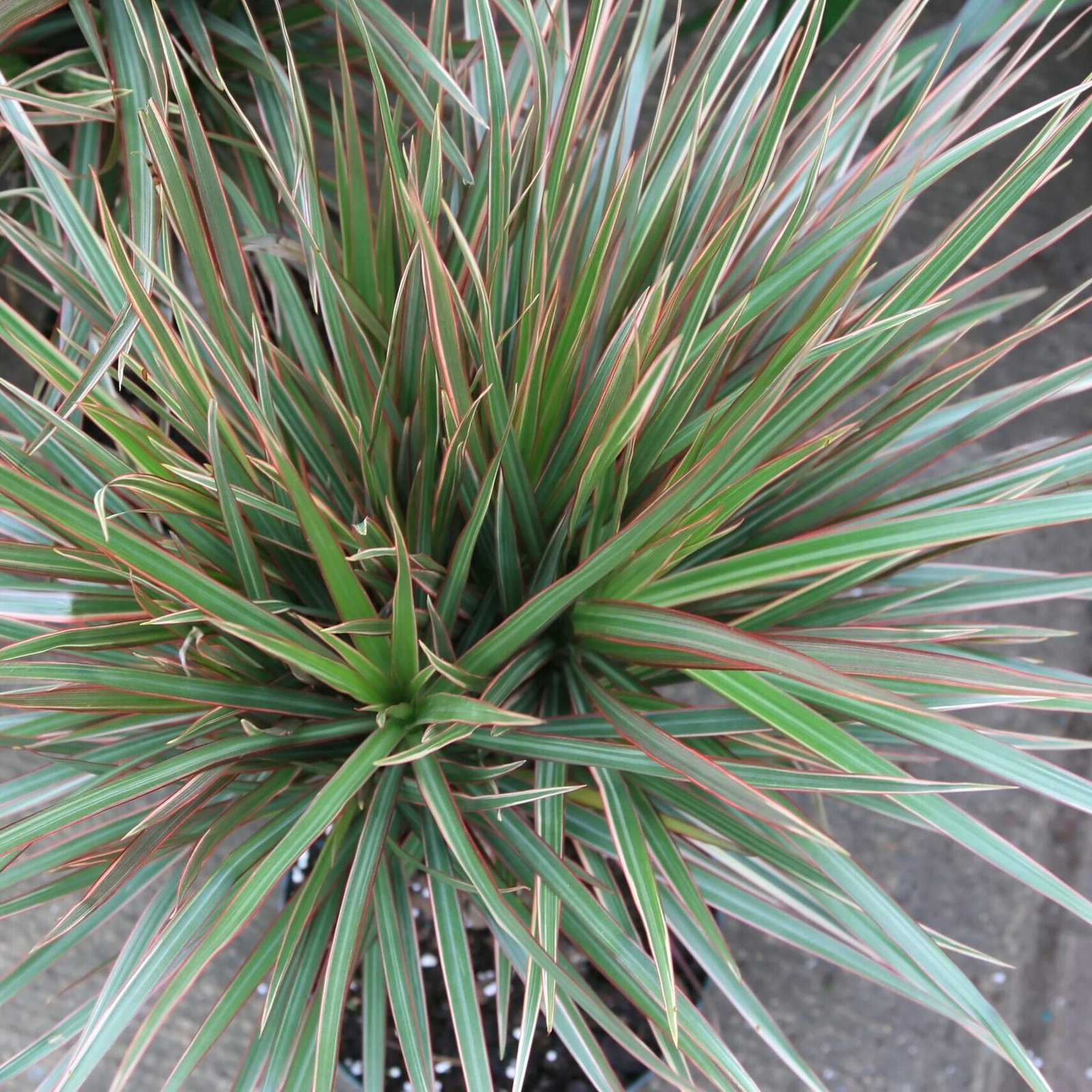 Srknyfa gondozsa - dracna (Dracaena) - KertVr