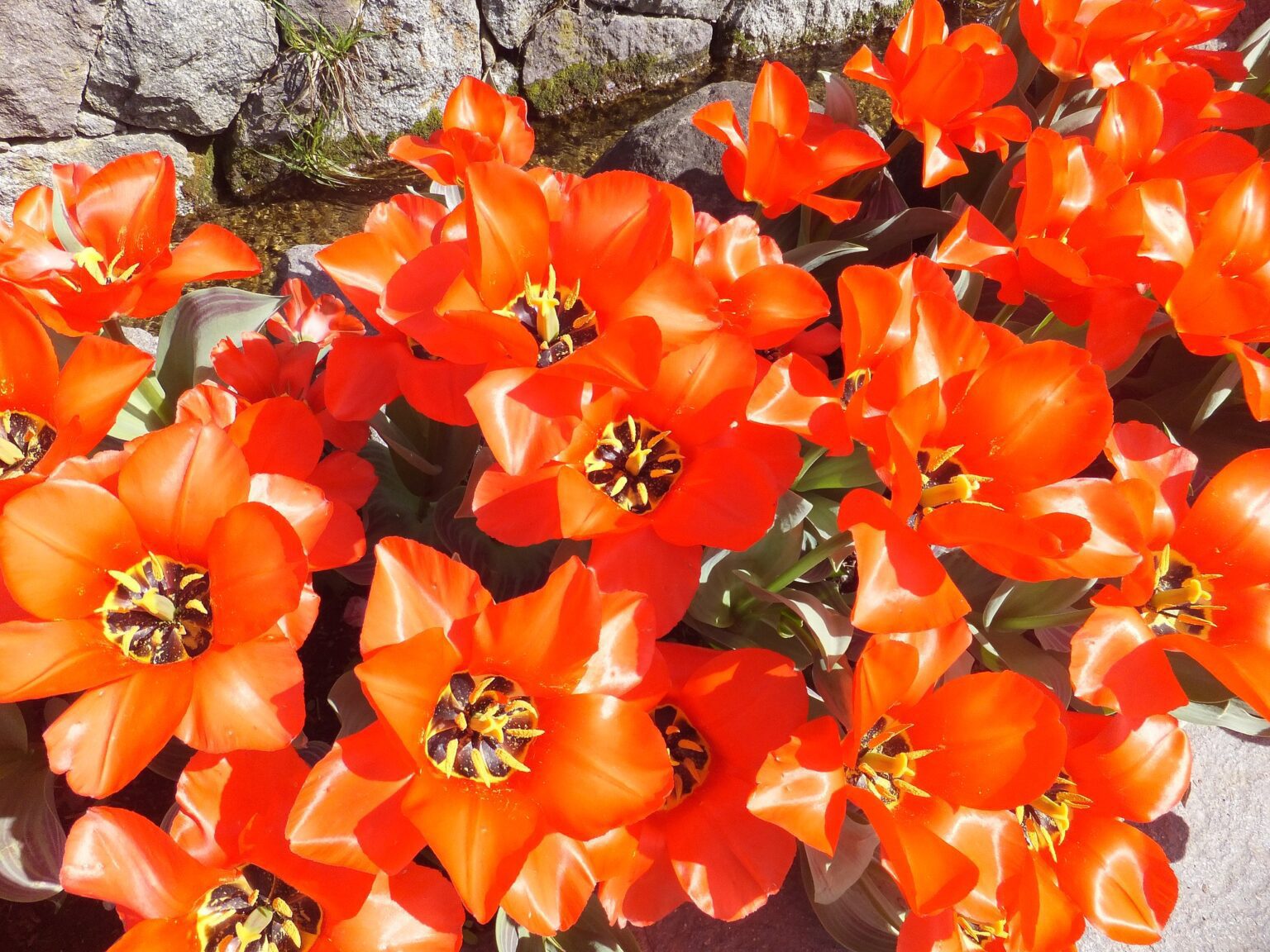 tulipán