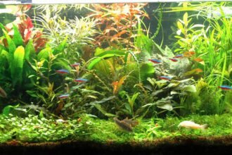 aquascaping