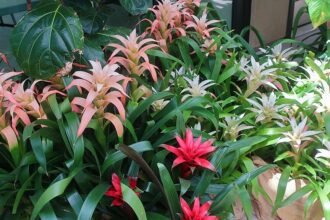 A guzmánia gondozása - Guzmania lingulata