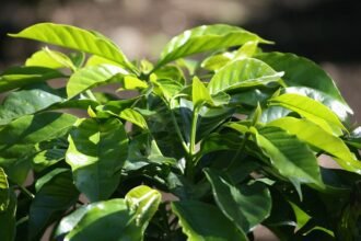 A kávécserje gondozása egyszerűen! (Coffea arabica)