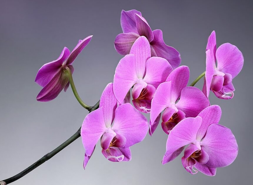 Az orchidea gondozása egyszerűen!