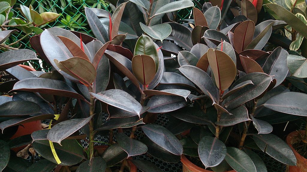 A Szobafikusz gondozása - Ficus elastica