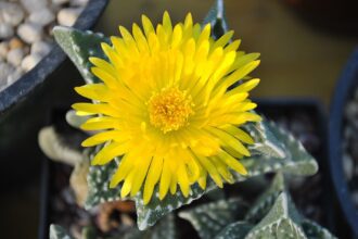 Bibircses tigristorok gondozása egyszerűen! - Faucaria tuberculosa