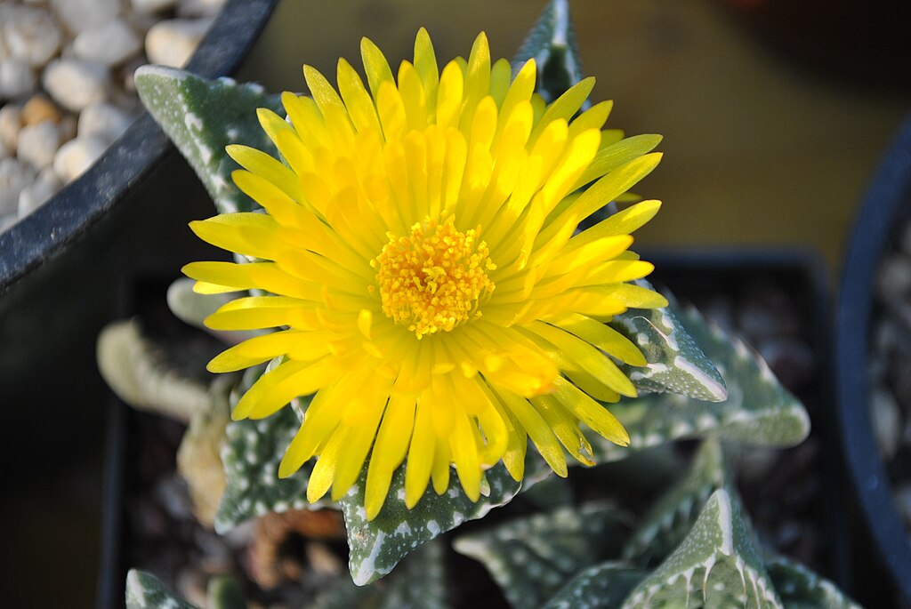 Bibircses tigristorok gondozása egyszerűen! - Faucaria tuberculosa