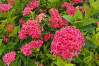 A bugás mügefű gondozása - Ixora coccinea