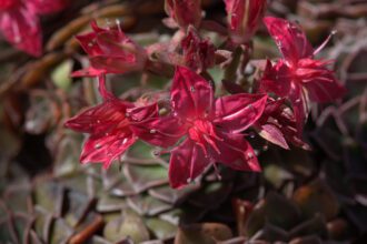A Graptopetalum gondozása - Graptopetalum bellum