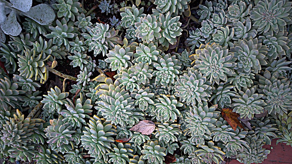Az amerikai kövirózsa gondozása pofonegyszerűen! - Echeveria sp.