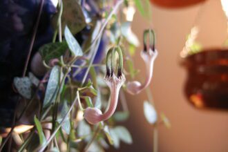 Az ámpolna gyertyavirág gondozása. - Ceropegia linearis ssp. Woodii