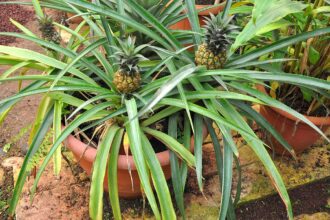 A szobai ananász gondozása pofonegyszerűen! - Ananas comosus