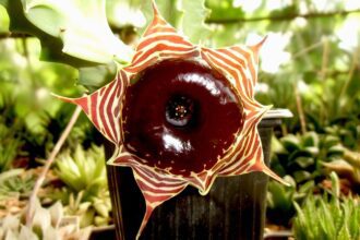 A bagolyszemvirág gondozása. (Huernia zebrina)