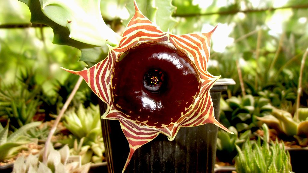 A bagolyszemvirág gondozása. (Huernia zebrina)