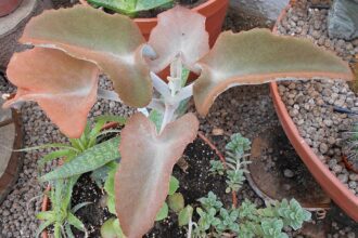 A barna korallvirág gondozása - Kalanchoe beharensis