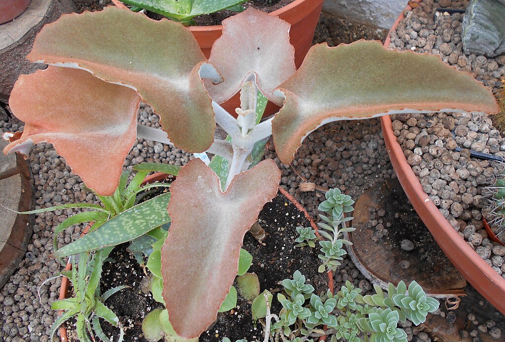A barna korallvirág gondozása - Kalanchoe beharensis