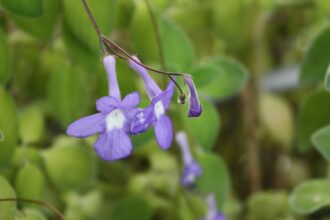 A bolyhos napfénykóró gondozása - Streptocarpus saxorum / fokföldi kankalin
