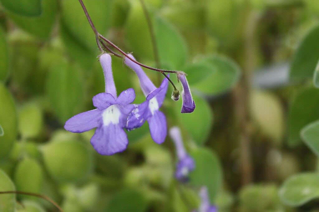 A bolyhos napfénykóró gondozása - Streptocarpus saxorum / fokföldi kankalin