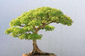 A bonsai fa gondozása. A bonsai gondozása, bonsai fa fajták és egyéb információk.
