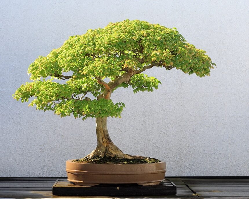 A bonsai fa gondozása. A bonsai gondozása, bonsai fa fajták és egyéb információk.