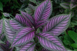 A burmai tobozka gondozása. (Strobilanthes dyerianus)