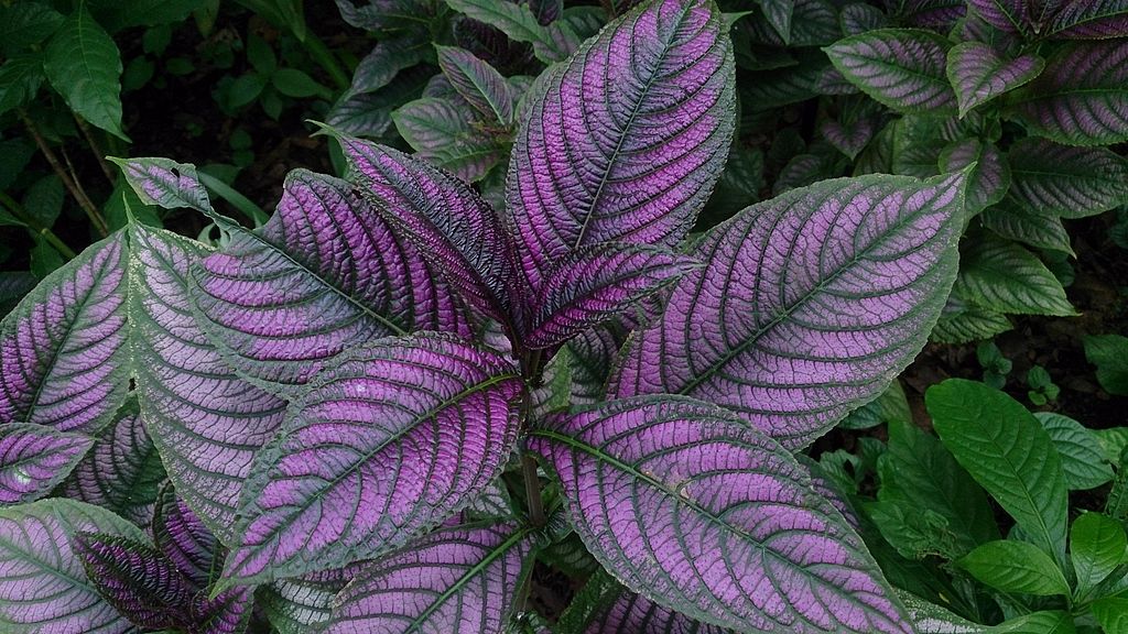 A burmai tobozka gondozása. (Strobilanthes dyerianus)