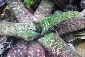A daráslevél gondozása lépésről lépésre - Gasteria batesiana