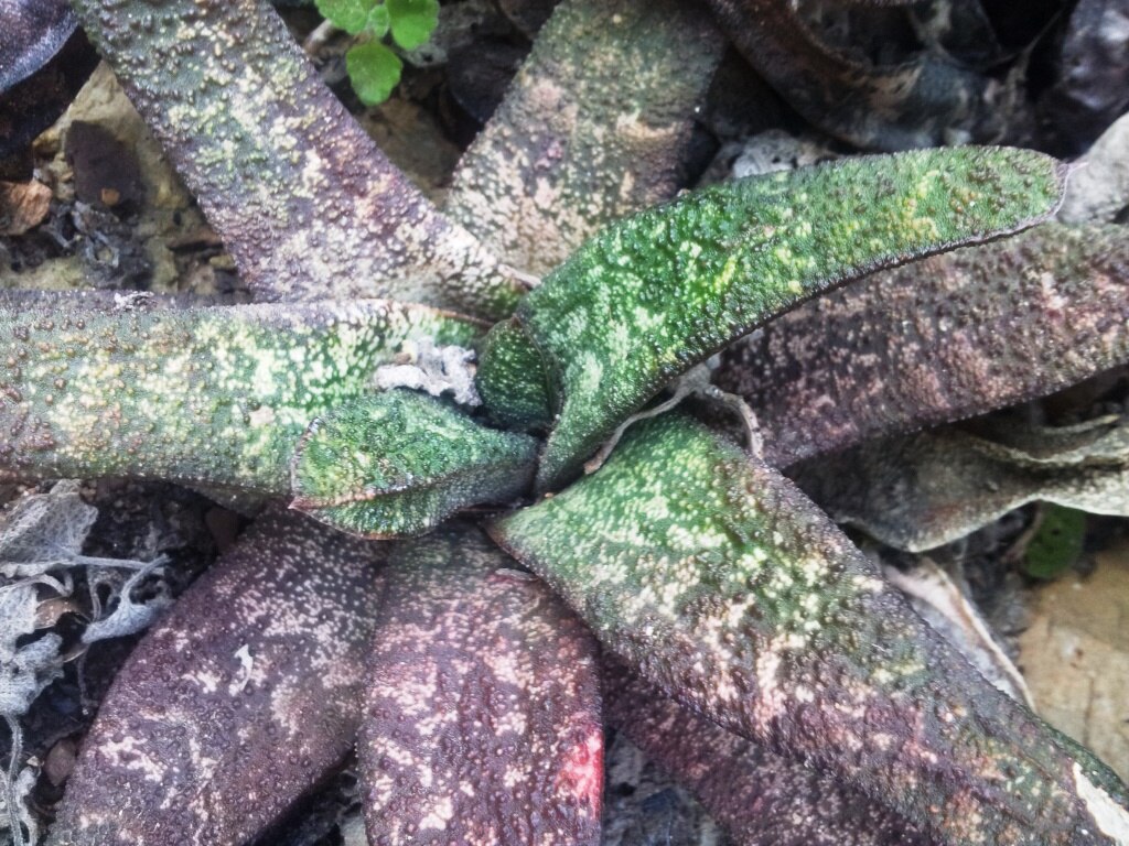 A daráslevél gondozása lépésről lépésre - Gasteria batesiana