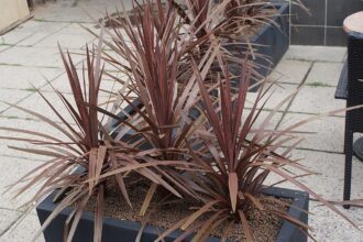 A déli bunkóliliom gondozása. (Cordyline australis)