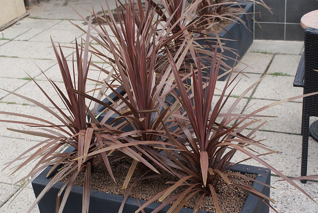 A déli bunkóliliom gondozása. (Cordyline australis)