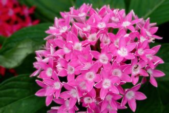 Az egyiptomi csillagcsokor gondozása - Pentas lanceolata