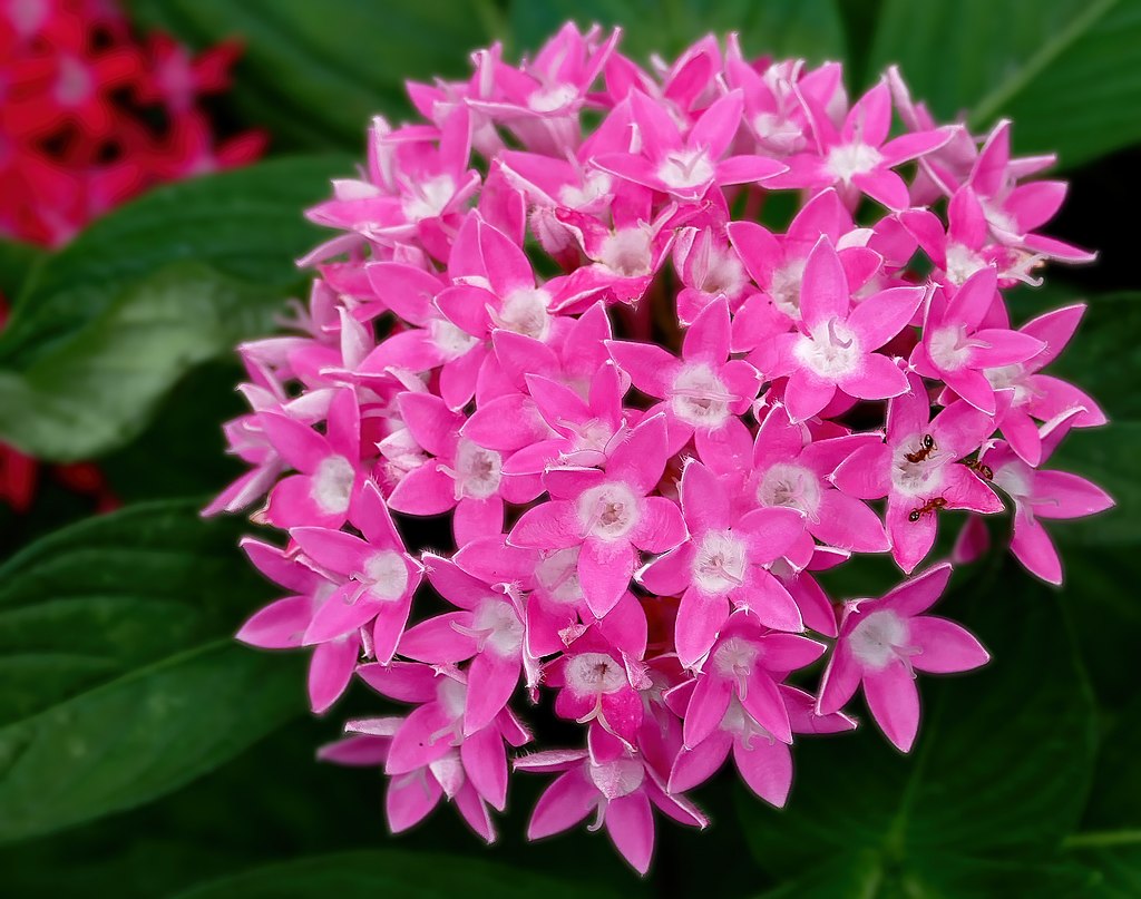Az egyiptomi csillagcsokor gondozása - Pentas lanceolata