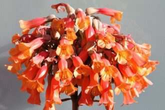 Az ernyős sarjika gondozása lépésről lépésre! - Kalanchoe delagoensis