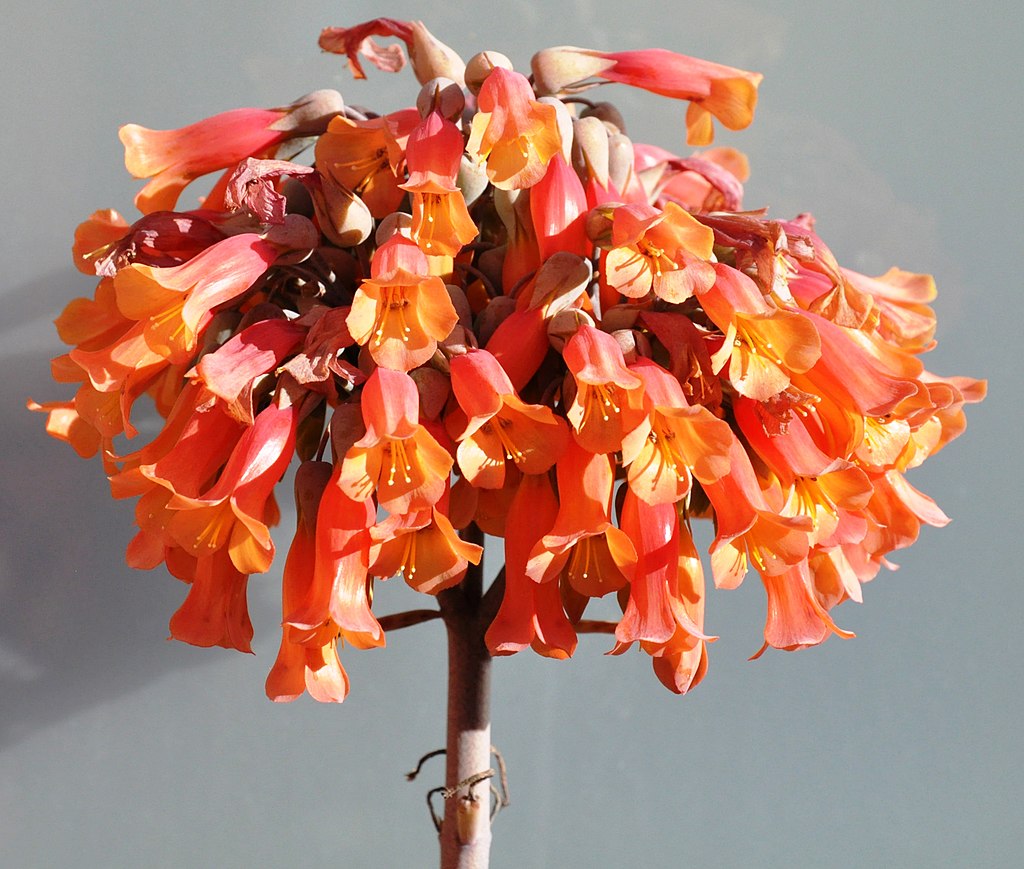 Az ernyős sarjika gondozása lépésről lépésre! - Kalanchoe delagoensis