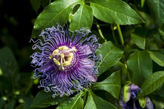 Az Észak-amerikai golgotavirág gondozása és hatásai. - Passiflora incarnata