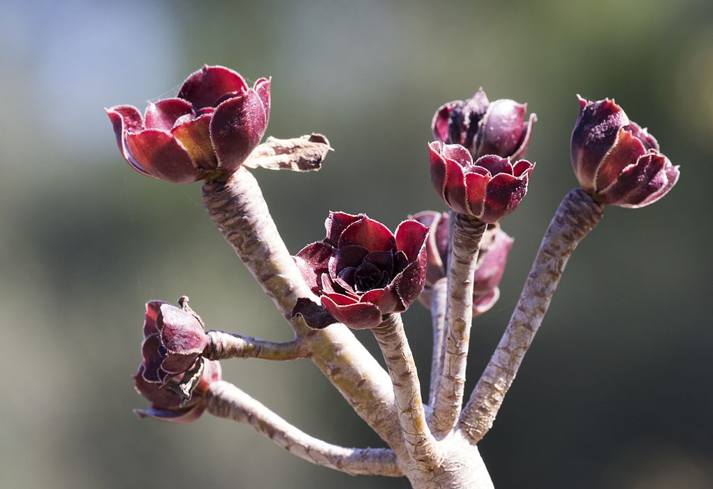 A fatermetű kövirózsacserje, fás kövirózsacserje gondozása. (Aeonium arboreum)