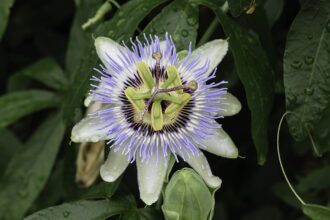 A golgotavirág gondozása egyszerűen! - Passiflora