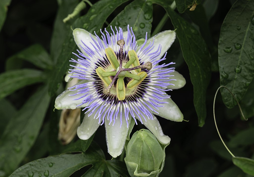 A golgotavirág gondozása egyszerűen! - Passiflora