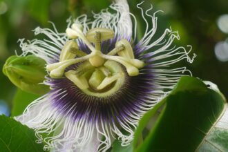 A golgotavirág hatásai a testünkre - Passiflora