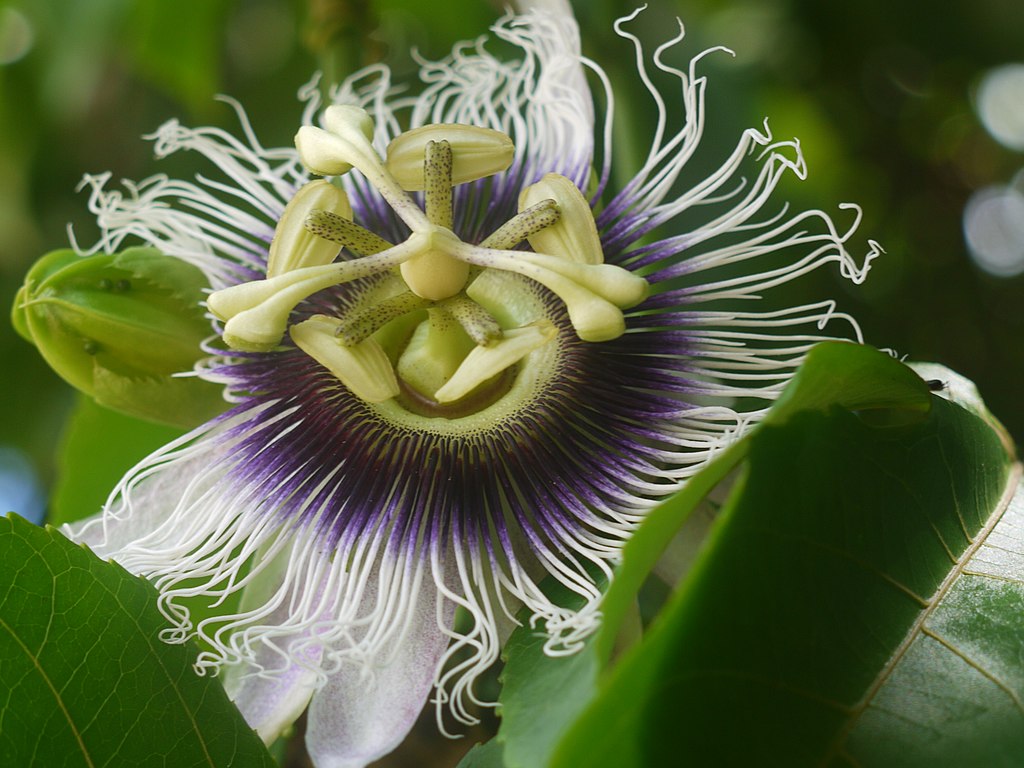 A golgotavirág hatásai a testünkre - Passiflora