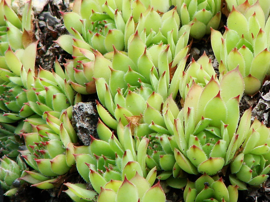 A házi kövirózsa gondozása - Sempervivum tectorum