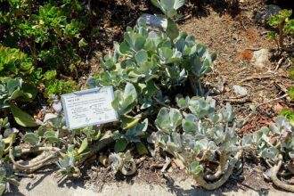 A hullámlevél gondozása - Cotyledon undulata