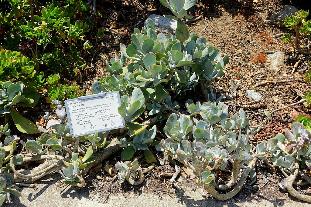 A hullámlevél gondozása - Cotyledon undulata
