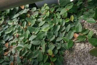 A Kapaszkodó fikusz gondozása. (Ficus pumila)