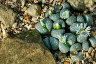 A kavicskaktusz gondozása egyszerűen - Lithops sp.